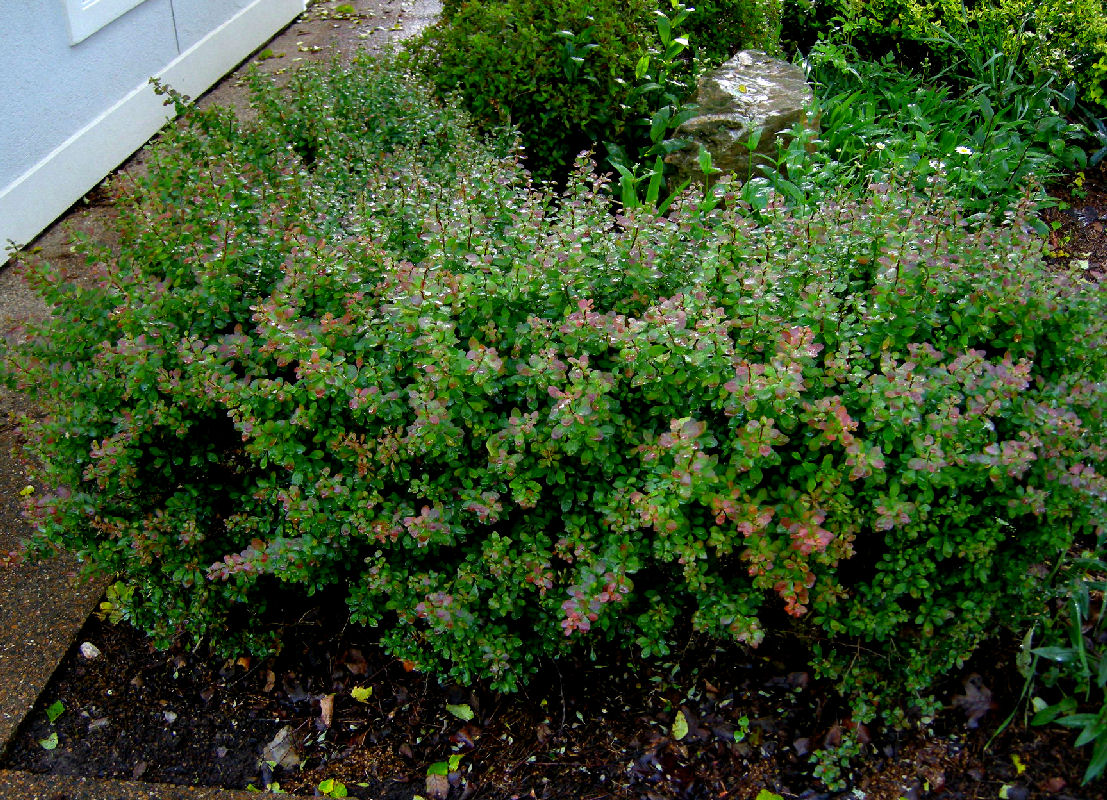 Barberry