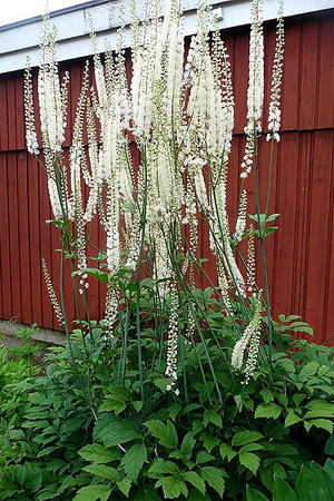 Cohosh მცენარის მოვლა