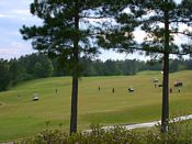 click refresh if no pic