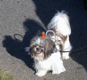 click refresh if no pic