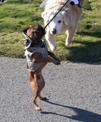 click refresh if no pic