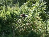 click refresh if no pic