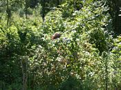 click refresh if no pic