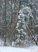 click refresh if no pic