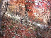 click refresh if no pic