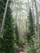 click refresh if no pic