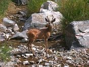 click refresh if no pic