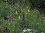 click refresh if no pic