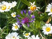 click refresh if no pic