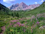 click refresh if no pic